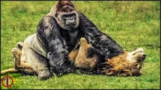 Top 10 Beasts Dominating Africa