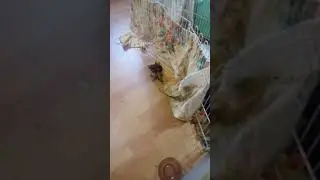 Йоркширские(2)