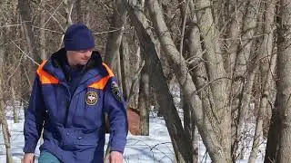 МЧС пыталось спасти собаку с острова на Оке в Нижнем Новгороде