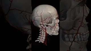 Human Skull Arteries