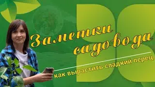 КАК ВЫРАСТИТЬ СЛАДКИЙ ПЕРЕЦ?