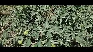 Farming Is all about love and passion to feed others. I expect the best out tone of no other kind