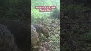 İstanbul da #fotokapan Görüntüleri #omerliyabanhayati #wildlife