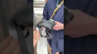 Передача упоротой совы победителю