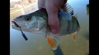 Я в шоке! Крупный окунь на городском пруду! Окунь на джиг-риг! Zetrix Flair+Shimano Vanford 2500S