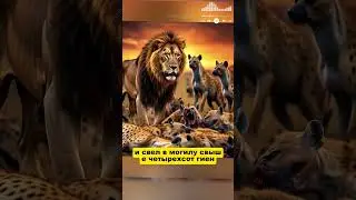 The Lion's Story