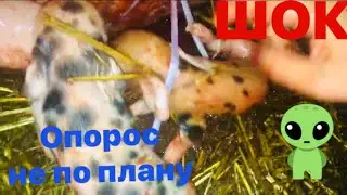 18+ ШОК опорос не для слабонервных