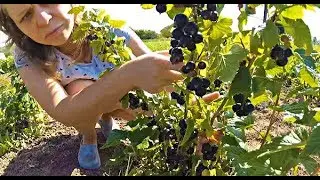 ЭКСПЕРТНАЯ ДЕГУСТАЦИЯ 16-ти СОРТОВ СМОРОДИНЫ + результат ошибки.