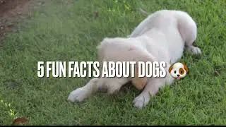 Five Fun facts about dogs!🐶￼