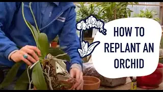 How to Quickly Repot / Replant an Orchid