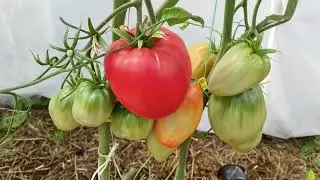 Порадовали сортовые томаты:Калабрези и Фляшнтомат.14.08.2022