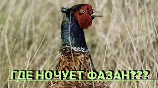 Где ночует фазан??? 
pheasant