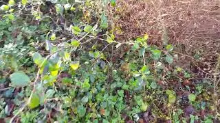 Lonicera fragrantissima to Mahonia flowers
