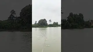Cây tay không phao 