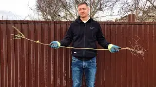 Как Сохранить Саженец Штамбовой Розы в Зиму