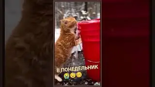 ЖИЗНЬ ЖИВОТНЫХ 