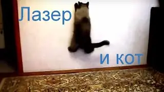 Лазер и кот
