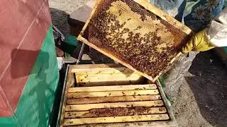 Плесень В улье/что скормами/Пчеловодство 2020