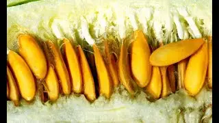Оказывается СЕМЕНА ДЫНИ невероятно ПОЛЕЗНЫ ДЛЯ ЗДОРОВЬЯ!  Как их употреблять?