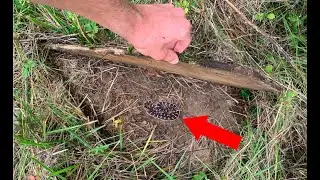 Flipping My Old Boards and Finding Milk Snakes!!