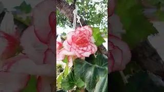 в первый раз решилась вырастить бегонии 👍😊#shorts #garden #бегония