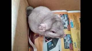 Наша новая шиншиллка Элди. Our new chinchilla Eldy.