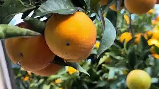 Too many Oranges|oranges in America