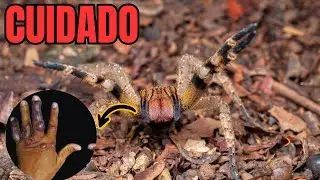 AS ESPECIES DE ARANHAS VENENOSAS MAIS LETAIS DO BRASIL