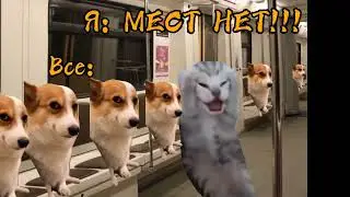 Как я попала в больницу часть 8 🐱 #вреееек идея: @miakotikoman