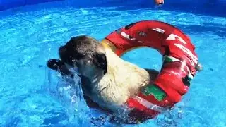 Pugs Who Love Pools