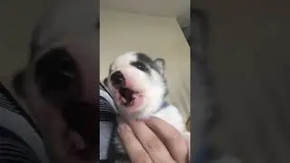 Floyd’s first howl