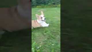 Стёпа бегает