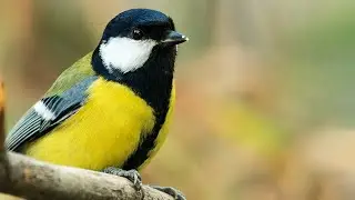 Большая синица |  Great tit