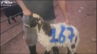 ضحايا العيد
