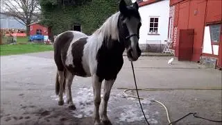 Fellwechsel - welcher Striegel hilft