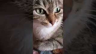 На ДР подарите, пожалуйста, лайк и чуточку внимания, благодарю #котики #любимыеживотные