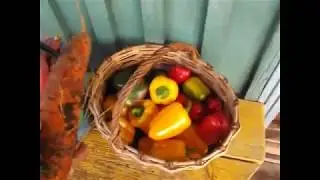 28 октября  Подморозило слегка, не отпускает и тогда решил снять перцы в парнике