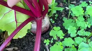 September 2020 Veggie Garden