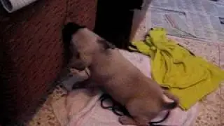 the cutest puppy !