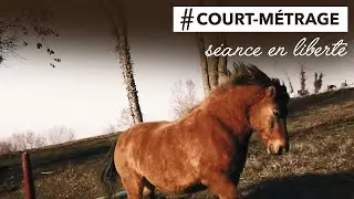 JEUX EN LIBERTÉ AVEC MON CHEVAL - Renforcement positif / Clicker Training