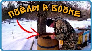 ФЕВРАЛЬ.ЛЕСНОЙ ХУТОР. ПРОВЕРИЛ ПЧЁЛ. ВСЁ ЛИ В ПОРЯДКЕ?!