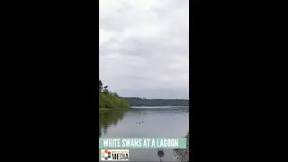 White Swans At A Lagoon