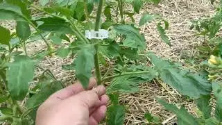 Обзор томатов .  Жалуюсь на их поведение.