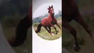 РАСПАКОВКА ЛОШАДИ ИЗ К&Б (Акция) 🐎📦 