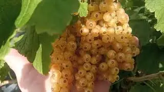 сорт белой смородины Алмазная