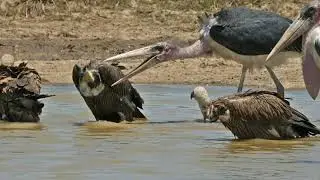 Marabou stork vs vulture | marabou stork attack