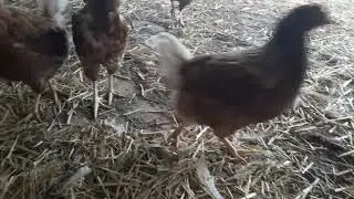 мургхонаи замонави дар Германия.