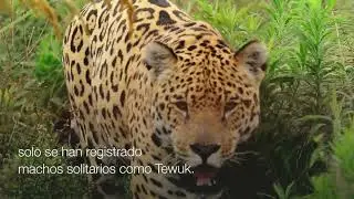EL IMPENETRABLE: EL TERRITORIO DE TEWUK