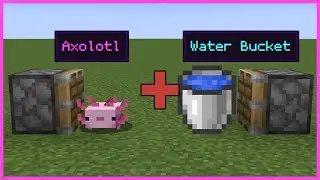 Axolotl + Water Bucket = ???
