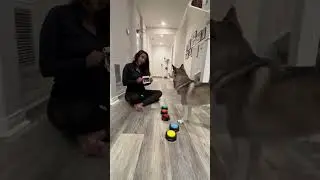Sapphie la Pomsky reacciona al ultrasonido de su hermanito